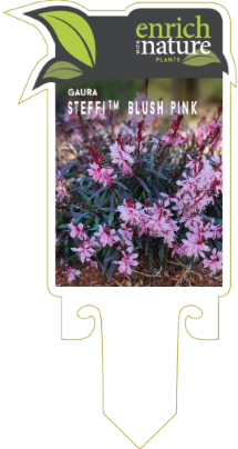 Gaura blush.png